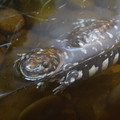 DSC01497.JPG