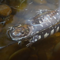 DSC01498.JPG