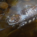 DSC01503.JPG