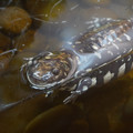 DSC01504.JPG