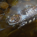 DSC01505.JPG