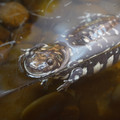 DSC01506.JPG