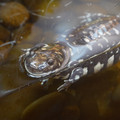 DSC01508.JPG