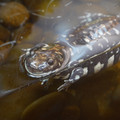 DSC01509.JPG