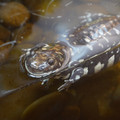 DSC01510.JPG