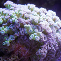 DSC01524.JPG