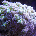 DSC01529.JPG