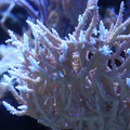 DSC01531.JPG