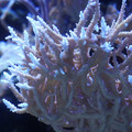 DSC01532.JPG