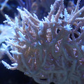 DSC01533.JPG