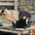 DSC01556.JPG