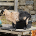 DSC01558.JPG