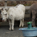 DSC01559.JPG