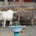 DSC01563.JPG