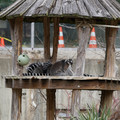 DSC01637.JPG