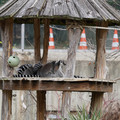 DSC01641.JPG