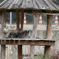 DSC01642.JPG