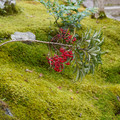 DSC01842.JPG