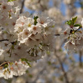 DSC01893.JPG