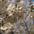 DSC01894.JPG