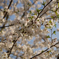 DSC01896.JPG