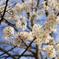 DSC01919.JPG