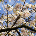 DSC01920.JPG