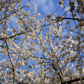 DSC01925.JPG