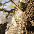 DSC01928.JPG