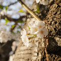DSC01929.JPG