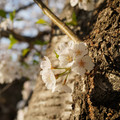 DSC01930.JPG