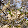 DSC01931.JPG