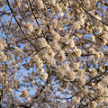 DSC01936.JPG