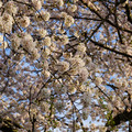 DSC01937.JPG