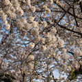 DSC01938.JPG