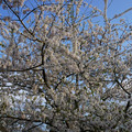 DSC01942.JPG