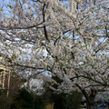 DSC01944.JPG