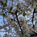 DSC01947.JPG