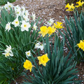 DSC01958.JPG
