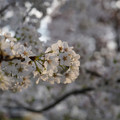 DSC01964.JPG