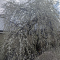 PXL_20260304_010114957.RAW-01.COVER.jpg