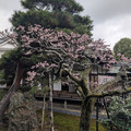 PXL_20260304_014716032.RAW-01.COVER.jpg