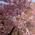 PXL_20260305_221557903.RAW-01.COVER.jpg