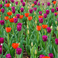 DSC01999.JPG