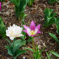 DSC02000.JPG