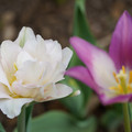 DSC02003.JPG