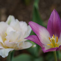 DSC02004.JPG