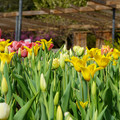 DSC02019.JPG
