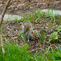 DSC02036.JPG
