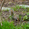 DSC02037.JPG